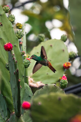 Colibrí y flores
