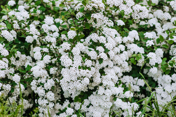 Blooming flowers of white smooth hydrangea on a bush. Photography, nature.