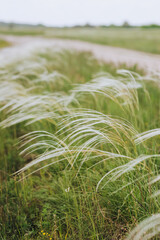 Flowering set of rare beautiful green feather grass in a field in nature. Close-up photo, plants in the meadow.