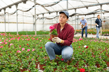 Female chief agronomist of wholesale base of ornamental plants inspects young large - flowered geranium seedlings before sending them to customer. Wholesale supplies from direct manufacturer - obrazy, fototapety, plakaty