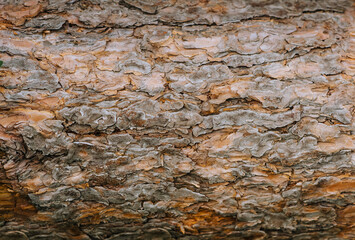 Background, texture of the bark of a coniferous tree, pine. Photography, nature.