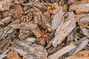 Background, texture of pine bark with cones in the forest. Photography, nature, top view.