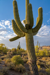 Usery Mountain Regional Park Central Arizona, America, USA. 