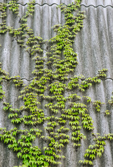 Background, texture of curly leaves of green ivy on the roof of the house.