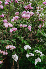 Blooming pink and white lilac flowers in spring on a tree in a garden in nature. Close-up photo.