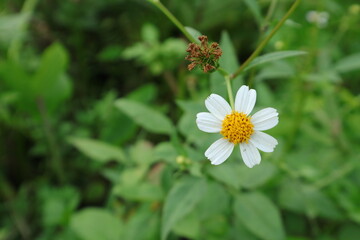 Colorful Yellow and White Petal of Bidens Pilosa a.k.a Black-Jack Daisy Flower, with Bokeh blur background and Copy Space