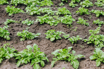 Green bushes of potato plant grow in the garden. Photography, nature, growing food.
