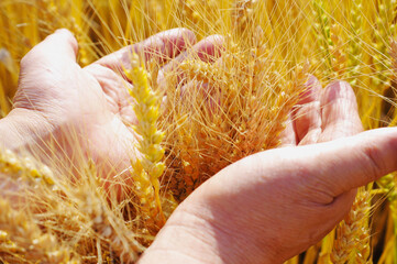 小麦の穂と手
