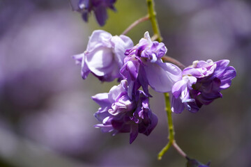 藤の花