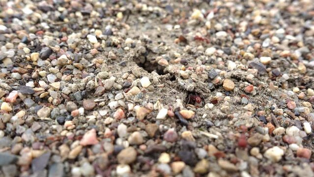Ants super close scamper around anthill