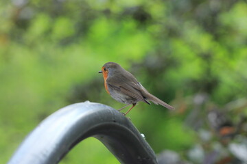 robin on a fence
