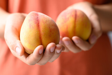 Ripe Peaches fruit holding by woman hand
