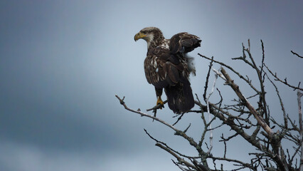 Bold Eagle