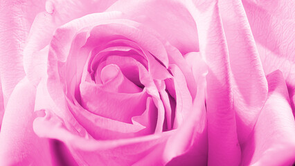 Fototapeta na wymiar Rose macro - stacked image