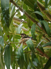 Breeding hummingbird in an oleander bush