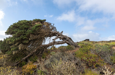 EL Hierro, juniper bent by the wind.