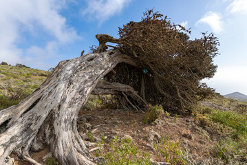 EL Hierro, juniper bent by the wind.