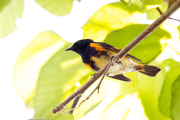 A male American redstart (Setophaga ruticilla) in Sarasota Florida 