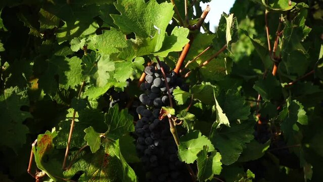 The Concept of Harvesting and Organic Wine Production: Bunches of a Black Grape Variety in a Vineyard: slow motion video of a bunch of black lambrusco grapes