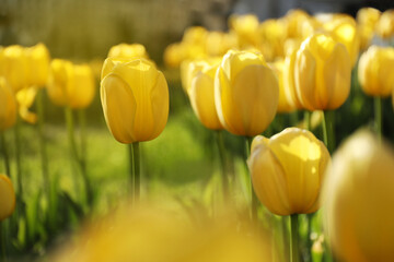 Obraz premium Beautiful yellow tulips growing outdoors on sunny day, closeup. Spring season