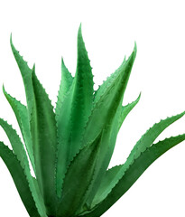 Beautiful green agave plant on white background