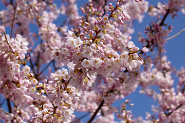 Pink and White Sunny Cherry Blossoms