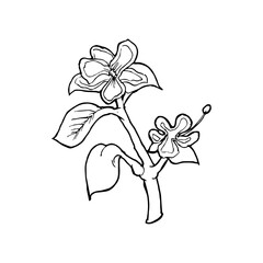 Line Art Flower Illustration