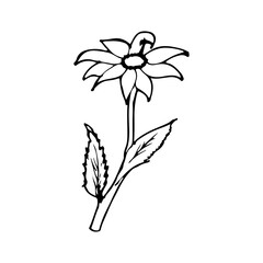 Line Art Flower Illustration
