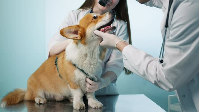 Veterinarian examining eyes of Corgi breed dog pet with an otoscope with flashlight. Friendly calm orange furry pet friend at modern veterinary clinic for check up visit. Slow motion vet service shot