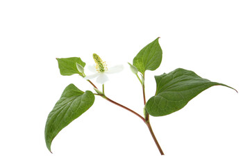 blooming houttuynia plant isolated on a white background