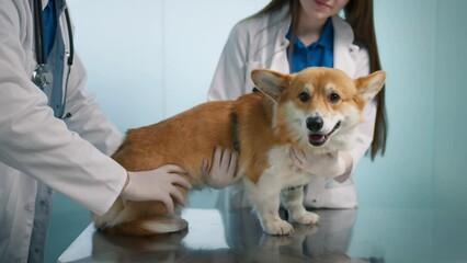 Abdominal cavity check up for tumor. Veterinarian palpate Corgi breed dog pet. Friendly calm orange furry pet friend at modern veterinary clinic for check up visit. Slow motion vet service