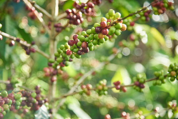 Coffee tree with many coffee beans, ripe and unripe, in its branches, in Santander, Colombia. Colombian traditional production.