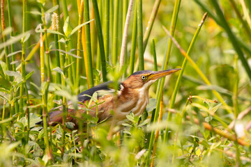 A least bittern (Ixobrychus exilis), a secretive type of heron, in a freshwater wetland in Sarasota, Florida