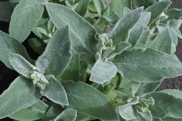 ラムズイヤーの新芽、若葉