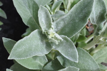 ラムズイヤーの新芽、若葉