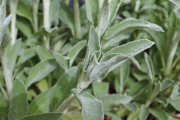 ラムズイヤーの新芽、若葉