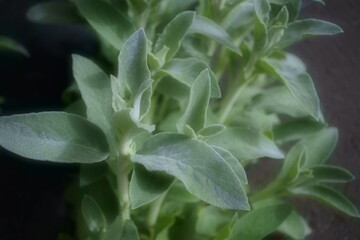 ラムズイヤーの新芽、若葉