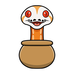 Cute albino sunfire tiger het genetic stripe reticulated python inside the pot