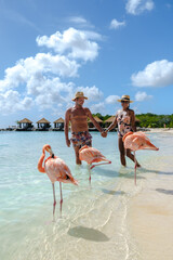 a couple of men and women on the beach with pink flamingos at Aruba Island Caribbean. Aruba Beach with pink flamingos at the beach
