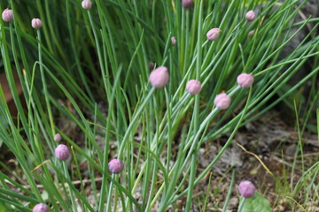 チャイブのねぎ坊主