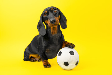 Touching little puppy sits on yellow background, holds soccer ball with its paw. Football school for children. Puppy education, training, group outdoor activities. Obedient pet looks at handler