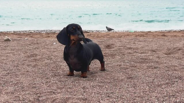 Dog self-confident stands guards shore funny wags its tail with pendulum Sandy wild beach dog walks looks at camera, wild bird walks near water. Danger on street for pets, people infection psittacosis
