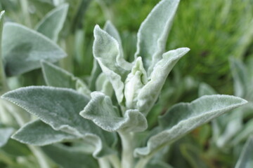 ラムズイヤーの新芽