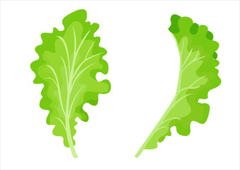 vector illustration of lettuce leaves, fresh vegetables - obrazy, fototapety, plakaty
