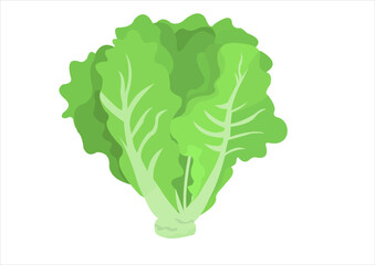 vector illustration of lettuce leaves, fresh vegetables - obrazy, fototapety, plakaty