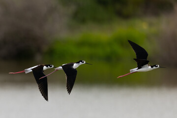 Close view of a black-necked stilts flying, seen in a North California marsh