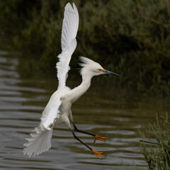 Great egret landing, seen in the wild in a North California marsh 