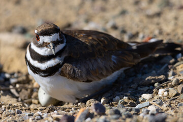 Killdeer sitting on her eggs, seen in the wild in a North California marsh