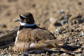 Killdeer sitting on her eggs, seen in the wild in a North California marsh