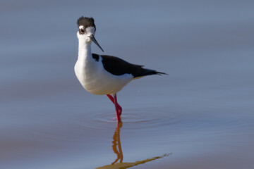 Close view of a black-necked stilt, seen in a North California marsh